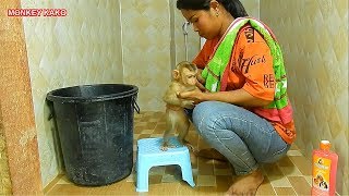 Baby Monkey Mom Change Diaper For Baby Monkey Luna Baby Monkey Take Bath
