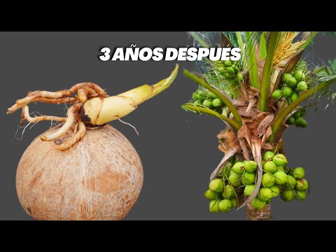 Vídeo: Plantar palmeres de coco: cultivar arbres de coco a partir de cocos