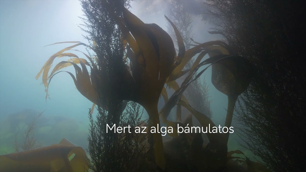 Az Olmix az alga erejét aknázza ki