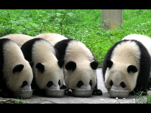 【四喜丸子】猪猪们喝盆盆奶全程！双少carry全场！