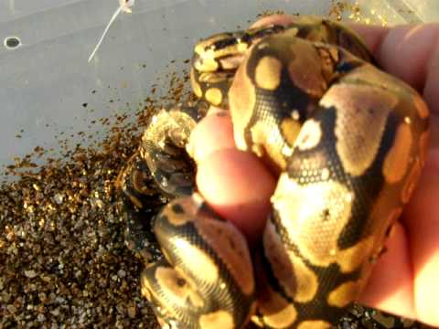 Ball Python Baby Pile