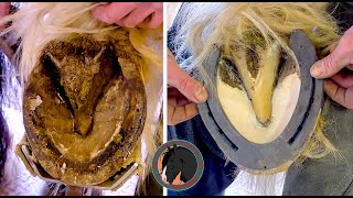 REAR HOOF RESTORATION feet the size of dinner plates with Apollo The Shire