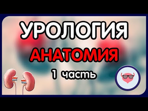 Урология. Лекция 1. Анатомия мочевыделительной системы. Анатомия почек и мочеточников