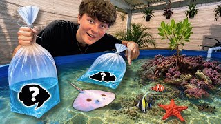 BUYING NEW FISH for My BACKYARD SALTWATER Tide Pool!!