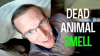Dead Animal Smell ➟ LOOK WHAT WE FOUND!