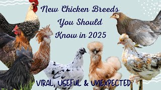 Top Chicken Breeds Everyone's Talking About in 2025