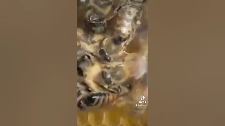 Virgin Queen kills her sister. #beekeeping #queenbee #beehive #bee
