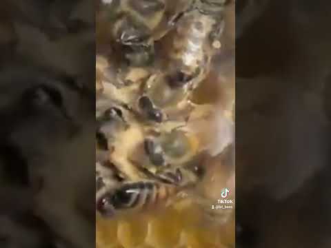 Virgin Queen kills