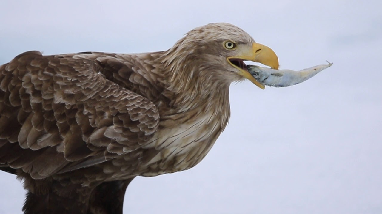♪鳥くん野鳥動画（北海道）オジロワシ採食ニシン20190221JO6A1419 - YouTube