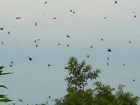 فيديو: ظاهرة مرعبة من عنكبوت المطر