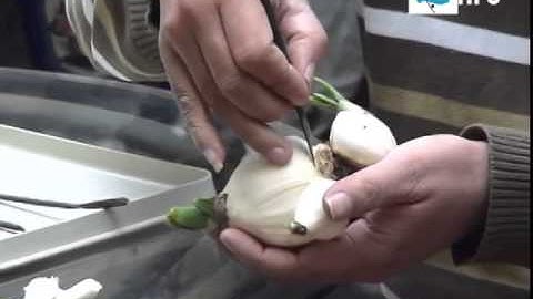 [Video 2] Hướng dẫn gọt củ Hoa thủy tiên   0964 521 087