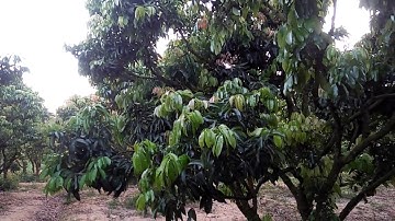 Trời quá hạn, những cây vải khoanh lâu, khoanh rộng có thể bị chết, nên tưới nước giữ cây...