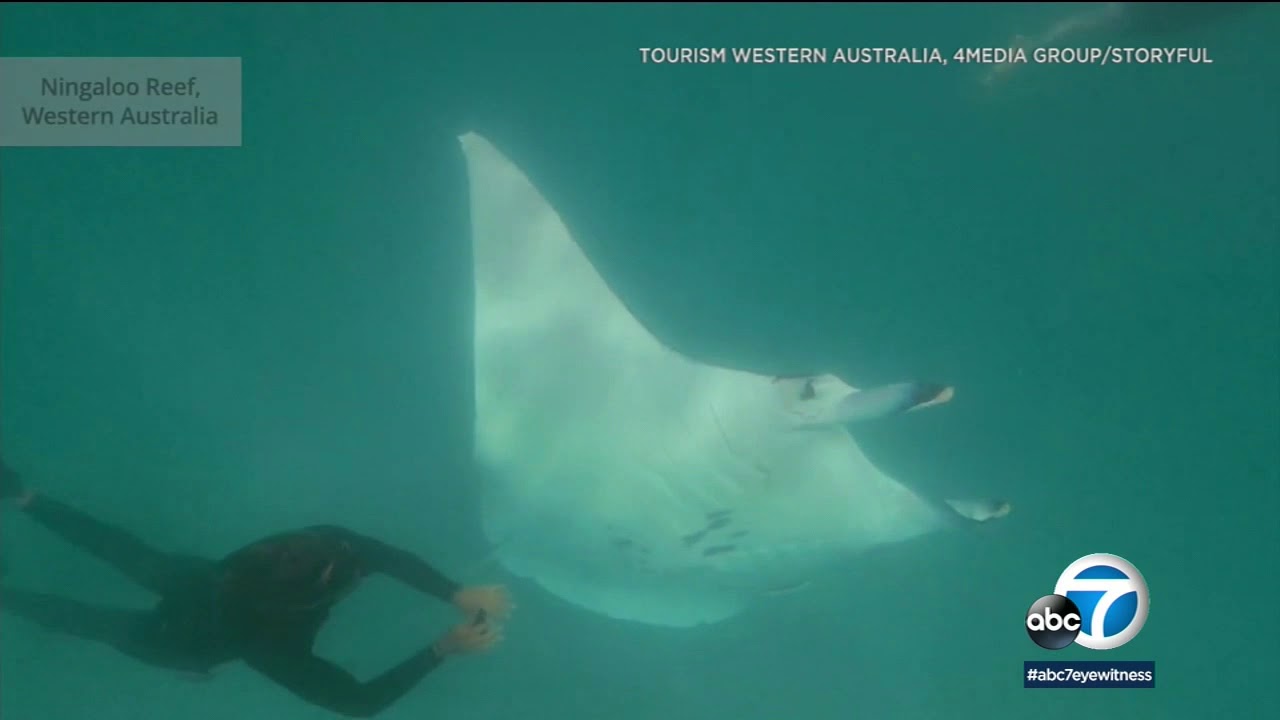 Manta ray with fish hooks stuck under eye floats up to divers