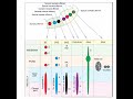 functional components cranial nerve nuclei