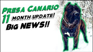 Presa Canario 11 Month Update. BIG NEWS!!