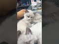startin them on the job YOUNG #bodega #cats #kittens #kitten #kitties #catsofyoutube #fypシ゚viral