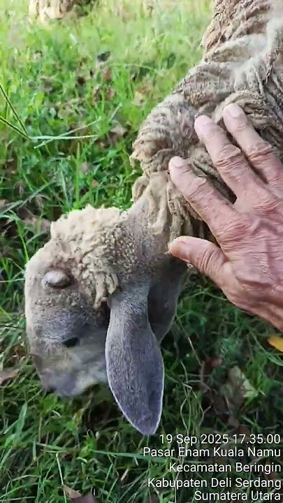 3617.Sikuning Kambing🐐 Male. (@yusrizalsjamsoeddin.5573