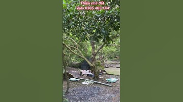 Bán rẻ nhà vườn gần khu công nghiệp bao giấy