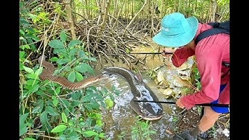 Xiệt lươn đồng nơi rừng nước ngập quá nhiều lươn cá to xuất hiện.những loài cá lươn sống lâu năm