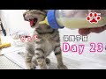 23日目 威嚇しようとしたらゲップみたいになってしまった子猫 【瀬戸のここ日記】