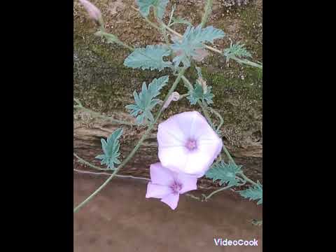 السنديوني ماتيسر من سورة المعارج 