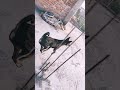 my dog jump strong #dogpower #jump#viral
