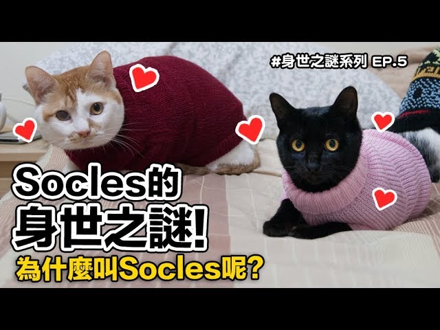 【Socles的身世之謎！為什麼叫Socles呢？】志銘與狸貓