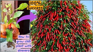 How to grow chilli plant with best rooting hormone aloevera | Grow Chilli Peppers At Home