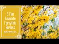 5 fan favorite forsythia bushes  naturehillscom