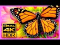 Beautiful Summer Colors in 4K HDR 🦋 Amazing Butterflies & Flowers, Relaxing TV Screensaver HDR Demo