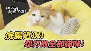 【浣腸近況想打敗全部貓咪】志銘與狸貓
