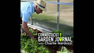Connecticut Garden Journal: Pussy willows are harbingers of spring