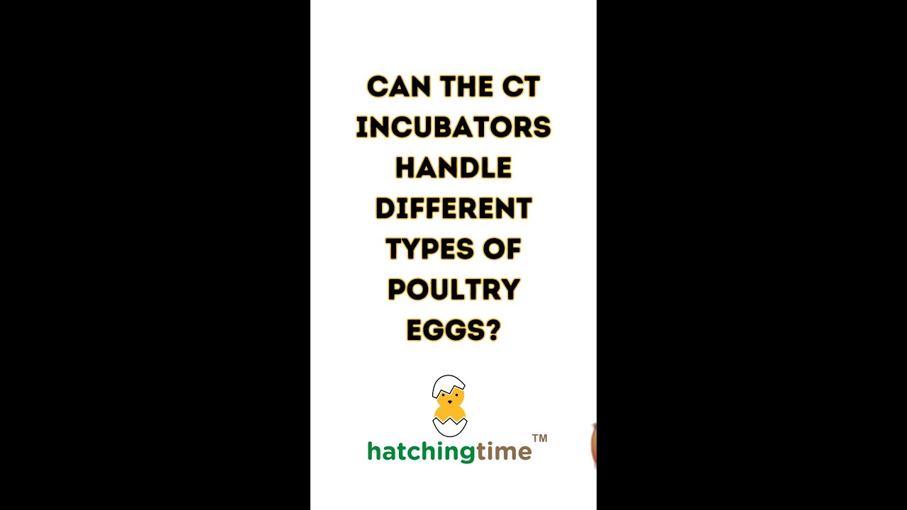 Can Cimuka Incubators handle different types of eggs?