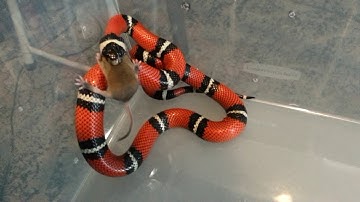 *WARNING LIVE FEEDING VIDEO* "Samael" eats 2 live fuzzy mice! June 28th 2019