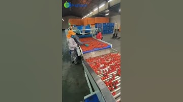 FstSort Cherry pepper sorting grading machine