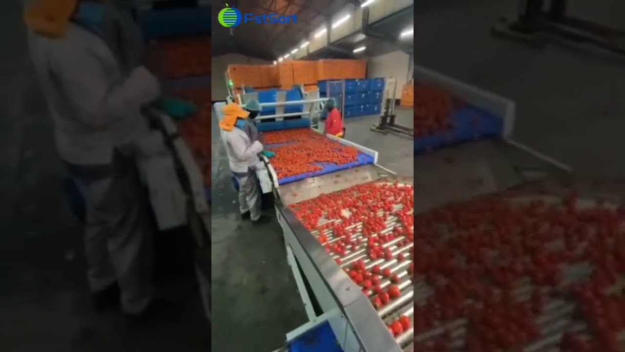 FstSort Cherry pepper sorting grading machine