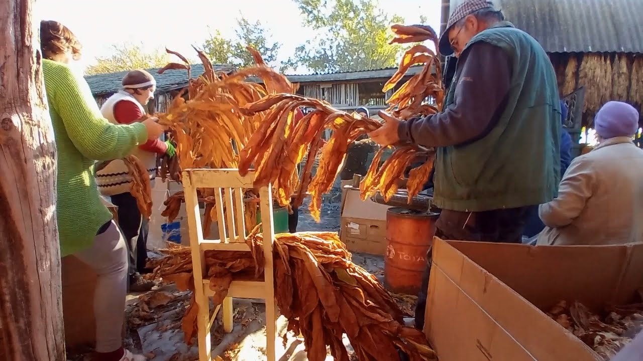 Megszáradt | Dohány dobozolás 1. rész |