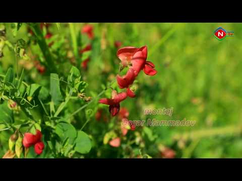 Video: Yazda bir yaz gelgiti həmişə olurmu?