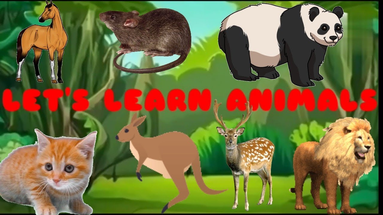 let's learn animals in, animals name for kids, animals name video - YouTube