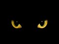 ⊹ ࣪ ˖⋆˙⟡ cute blk kitty beauty ⊹ ࣪ ˖