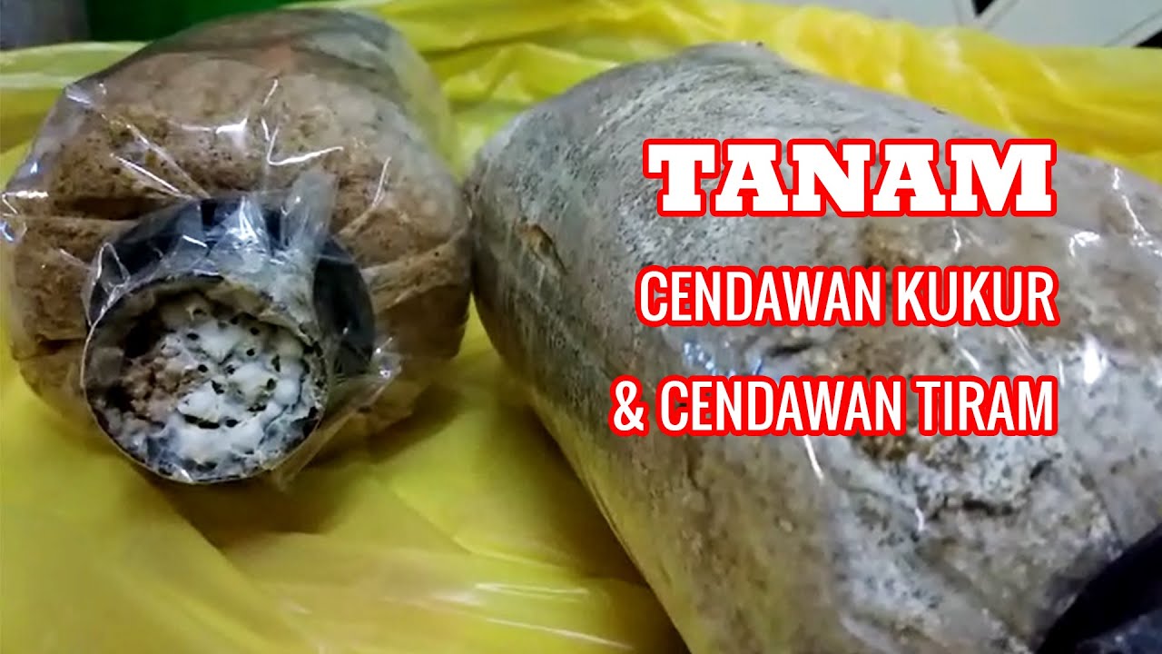 CARA TANAM BONGKAH CENDAWAN KUKUR DAN CENDAWAN TIRAM | PERCUBAAN