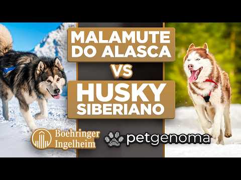 Siberian Husky vs. Alaskan Malamute: What's the Difference? | Digital Cynology