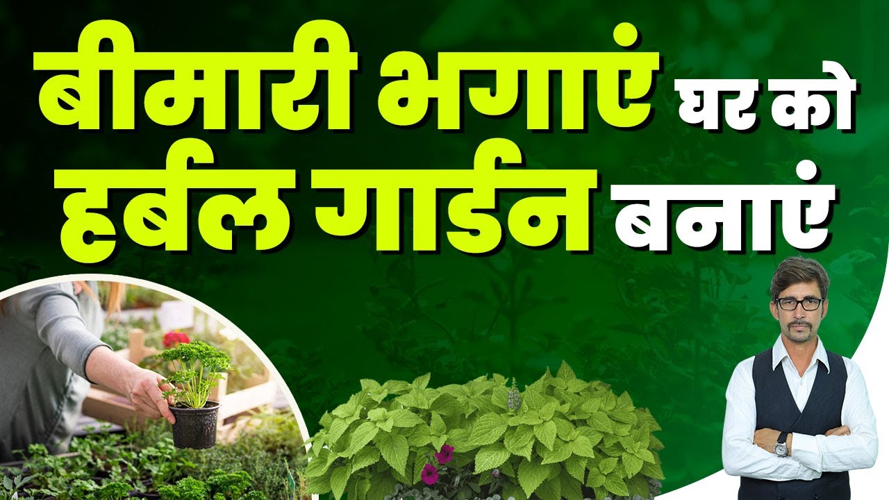 Best Herbal Plants You Can Grow At Home Home Herbal Plants In Hindi