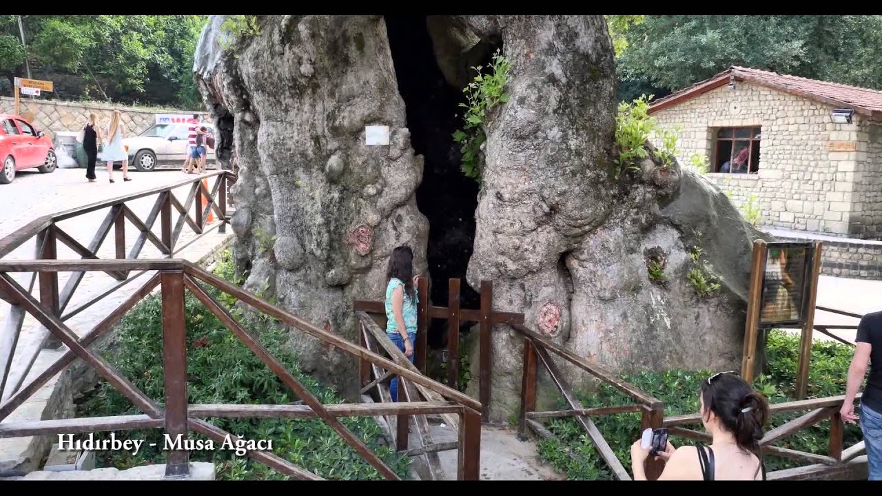 HIDIRBEY - MUSA AĞACI MEVKİİ SAMANDAĞ