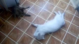 Кошка любит Чистый пол! Котёнок! Кошка любит Чистый пол! Котёнок!