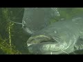 Mating of giant Catfish - Welspaarung