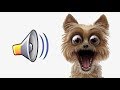 👍СОБАКА ПОЛЮБИТ ЭТИ ЗВУКИ ПРИКОЛ НАД СОБАКОЙ YOUR DOG LOVES THESE SOUNDS