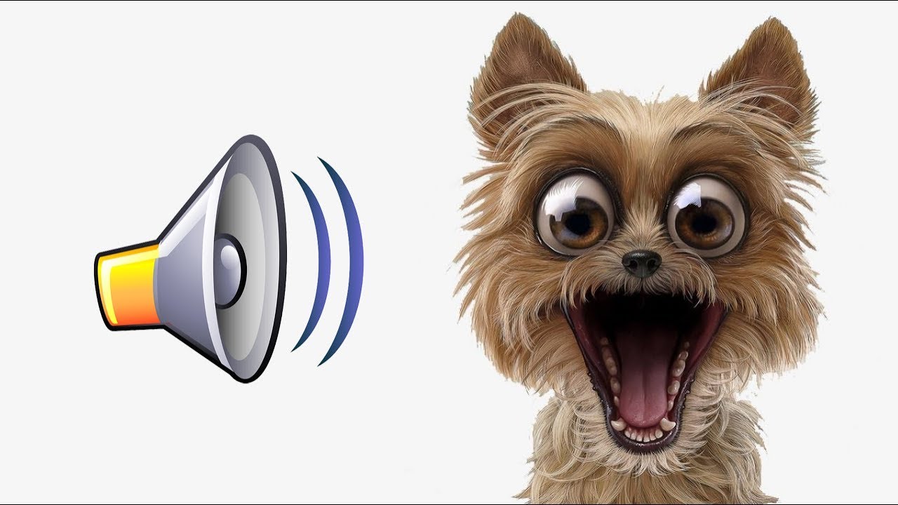 Звук злой собаки слушать. Лай собаки звук. Звук лающих собак. Собака гавкает звук. Собака и громкие звуки.