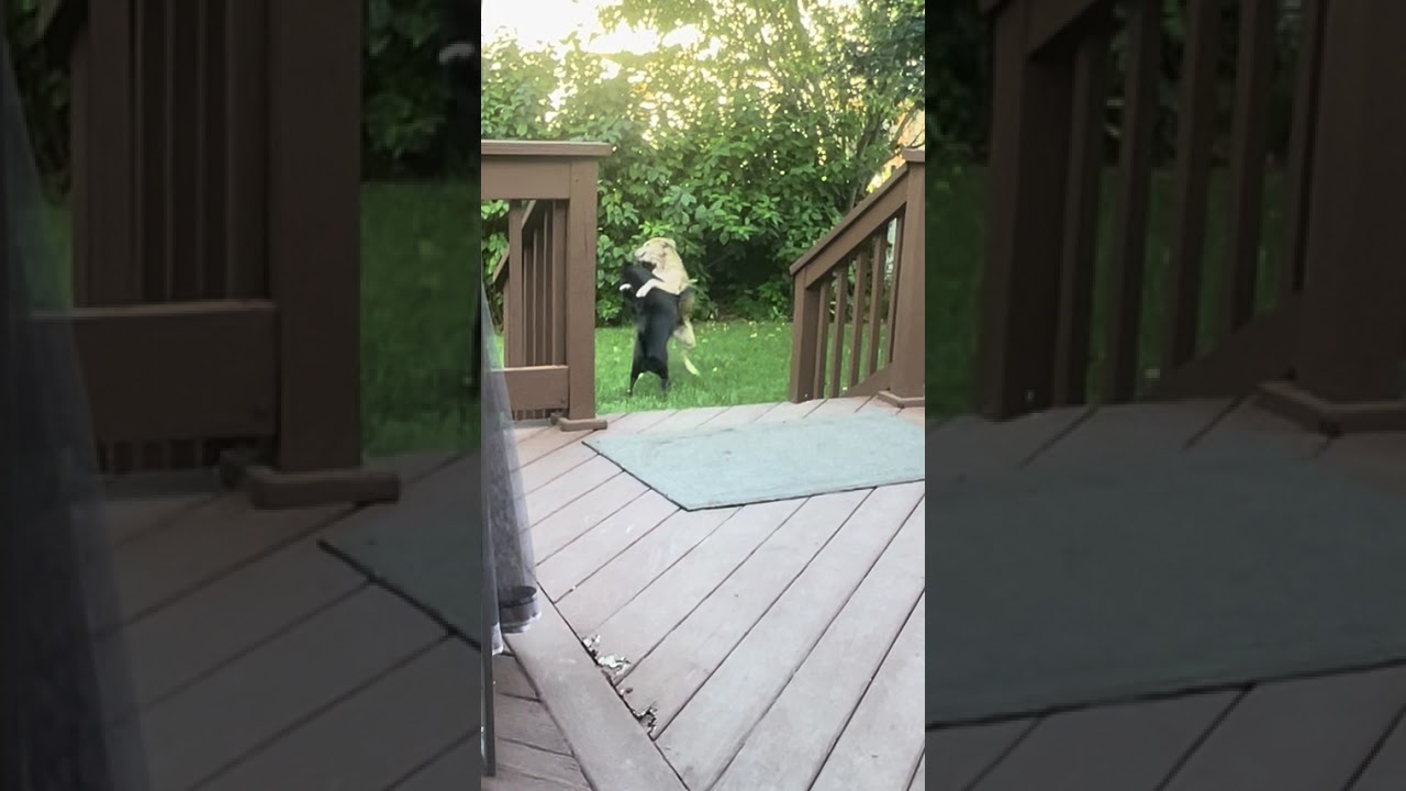 Video of adoptable pet named Buffie