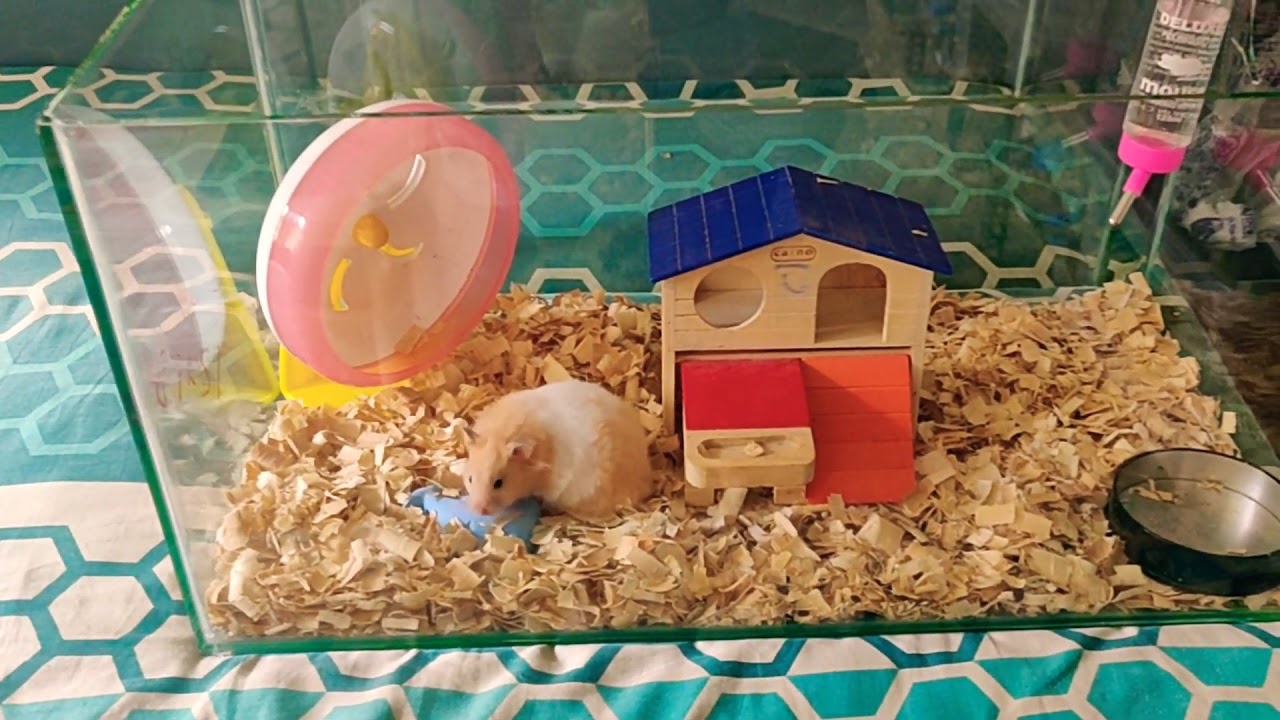 HAMSTERS & HABITATS FOR SALE !!!! 🐹🐭🐹🐭🐹 - YouTube